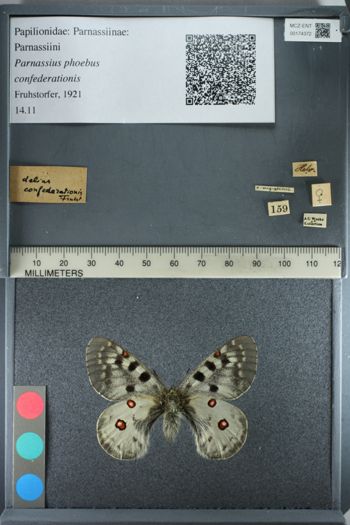 Media type: image;   Entomology 174372